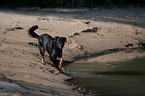 running Beauceron