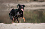 running Beauceron