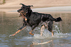 playing Beauceron