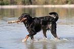 playing Beauceron