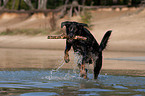 playing Beauceron