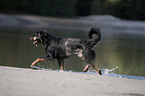 playing Beauceron