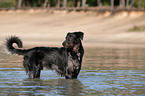 bathing Beauceron