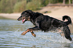 running Beauceron