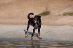 bathing Beauceron