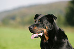 Beauceron Portrait