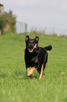 running Beauceron