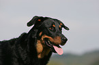 Beauceron Portrait