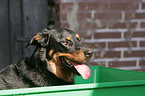 Beauceron Portrait