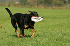 playing Beauceron