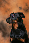 Beauceron Portrait