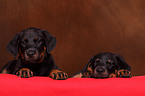 Beauceron puppies