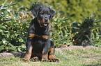 Beauceron Puppy