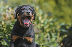 Beauceron Puppy