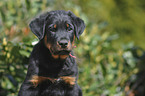 Beauceron Puppy