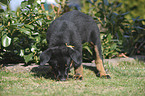 Beauceron Puppy