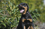 Beauceron Puppy