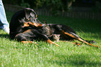 Beauceron with kitten