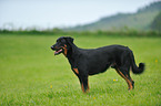 standing Beauceron