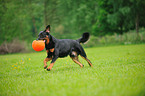 playing Beauceron