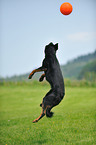 playing Beauceron