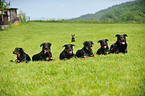 lying Beaucerons