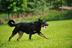 running Beauceron