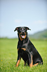 sitting Beauceron