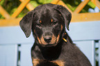 Beauceron Puppy