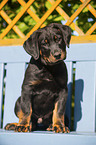 Beauceron Puppy