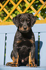 Beauceron Puppy