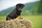 Beauceron Puppy