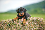 Beauceron Puppy