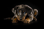 Beauceron puppy