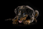 Beauceron puppy