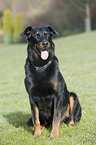 sitting Beauceron