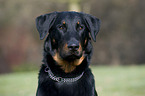 Beauceron Portrait