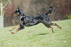 running Beauceron