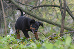 Beauceron Puppy