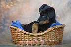 Beauceron Puppy