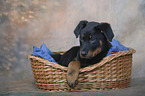Beauceron Puppy