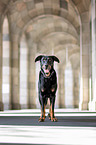 Beauceron