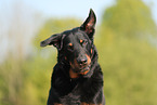 Beauceron in summer