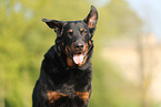 Beauceron in summer