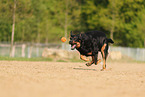 Beauceron in summer