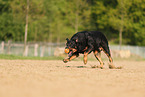 Beauceron in summer