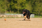 Beauceron in summer