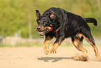 Beauceron in summer