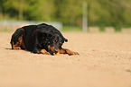 Beauceron in summer