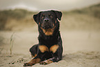 Beauceron